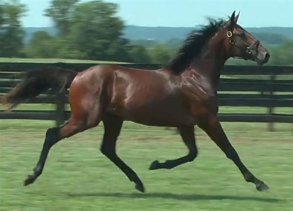 Standard Bred Yearlings